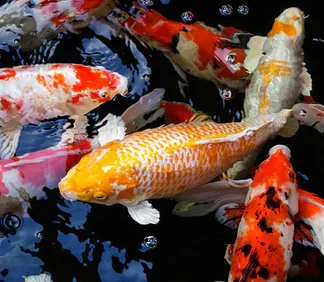 Paquet de 5 Carpes Koï